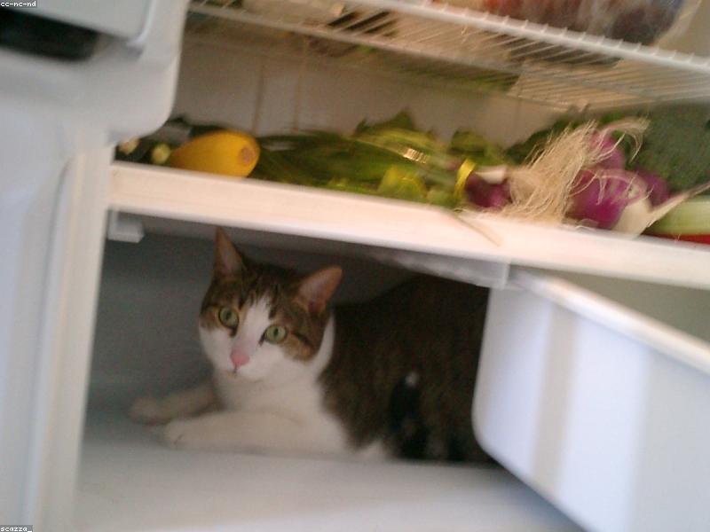 Rotten Food Detection feature